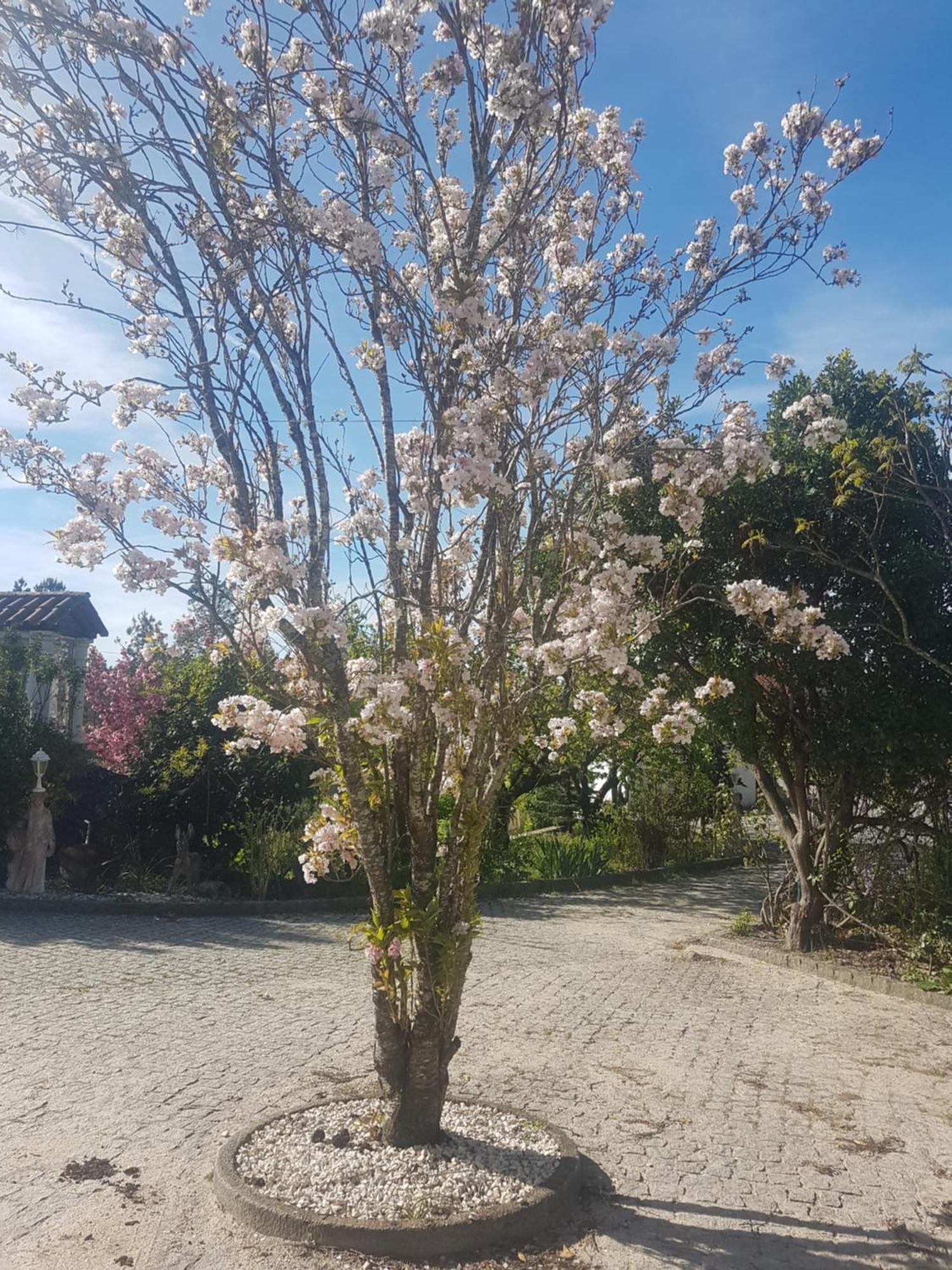 פנאלבה דו קסטלו Cantinho Das Barrocas מראה חיצוני תמונה