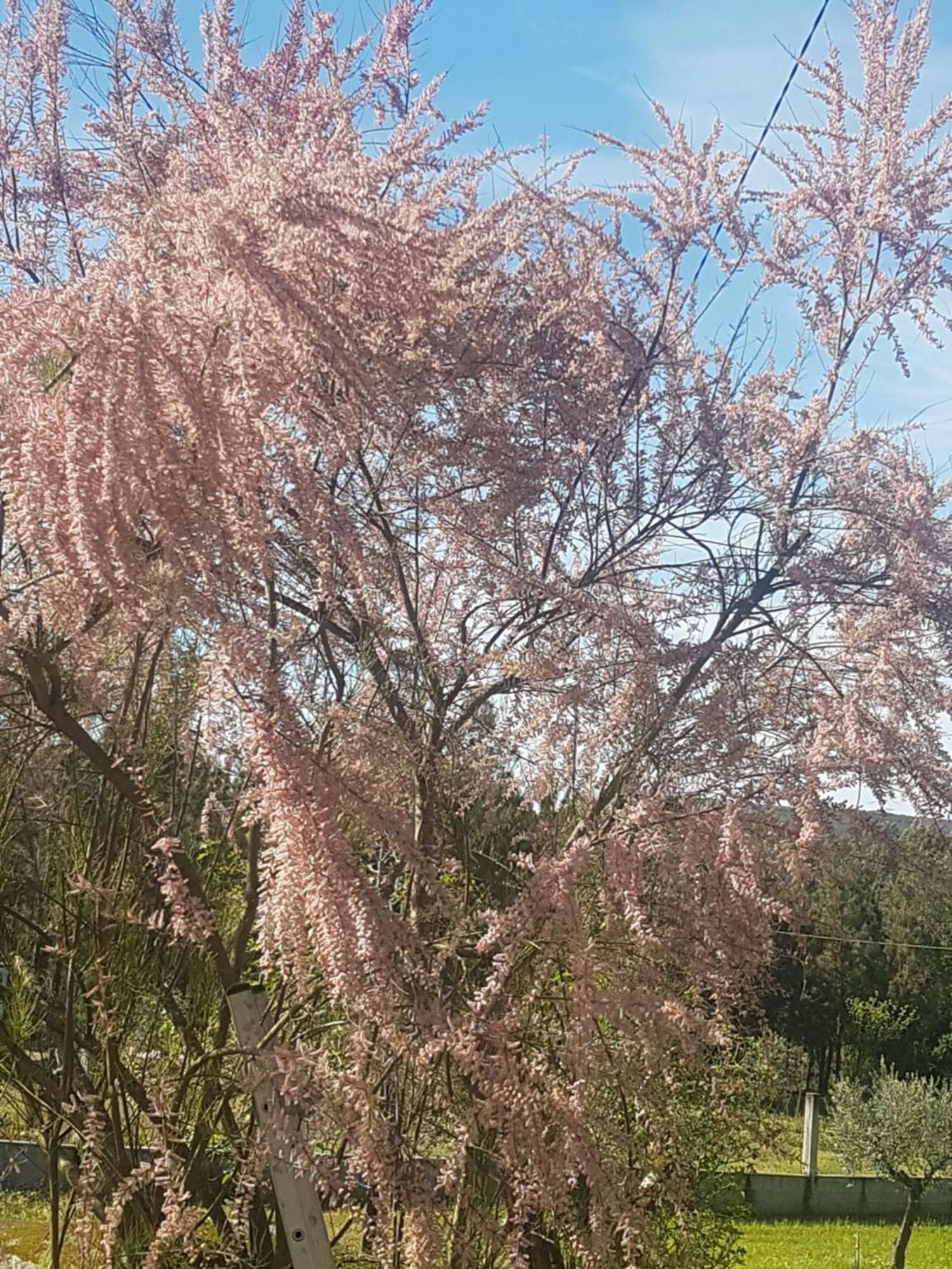 פנאלבה דו קסטלו Cantinho Das Barrocas מראה חיצוני תמונה